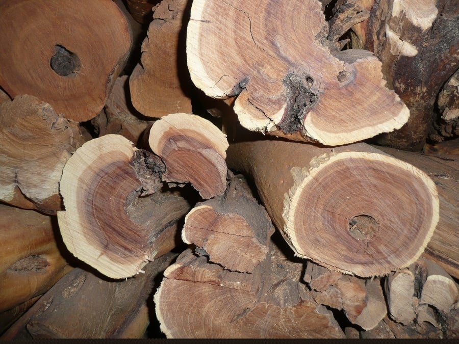 Australian Sandalwood