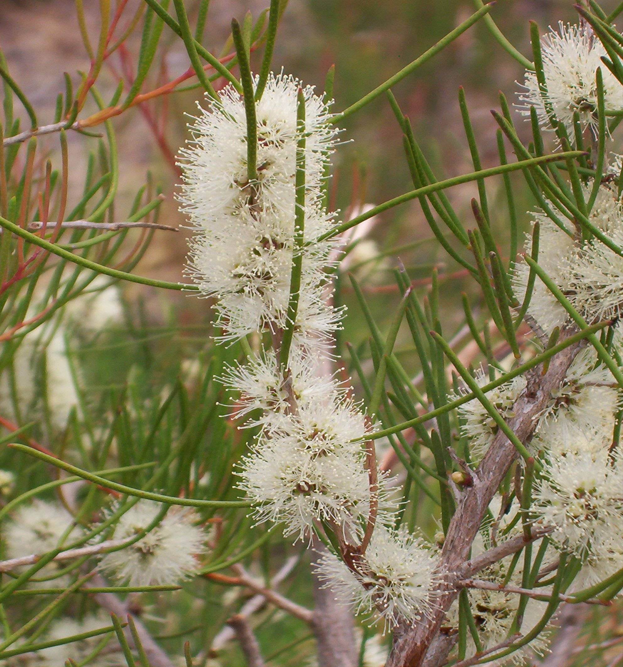 Honey Myrtle